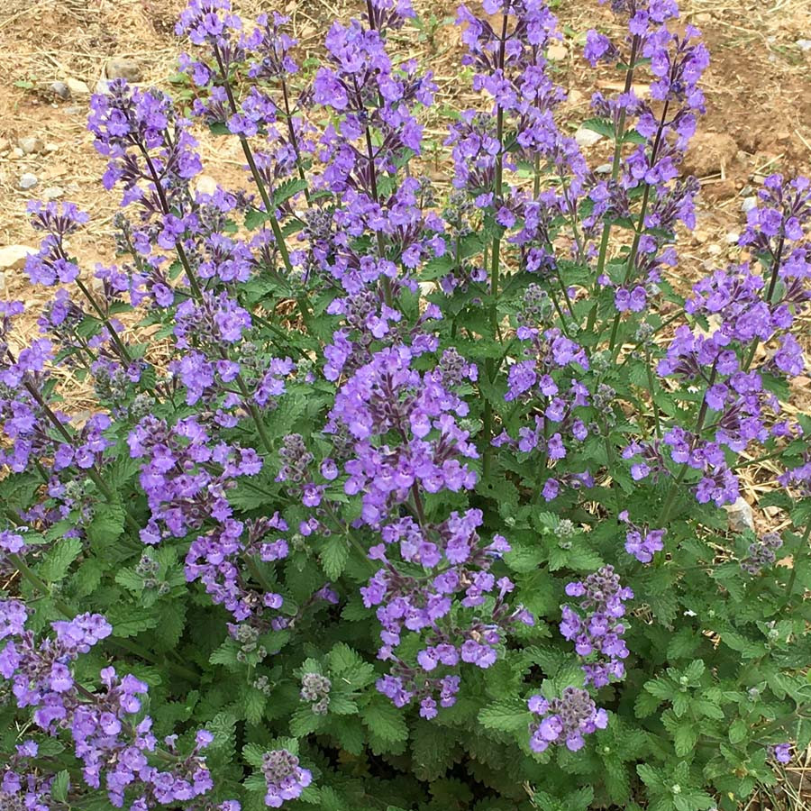 Nepeta Sylvester Blue potted plants from Santa Rosa Gardens