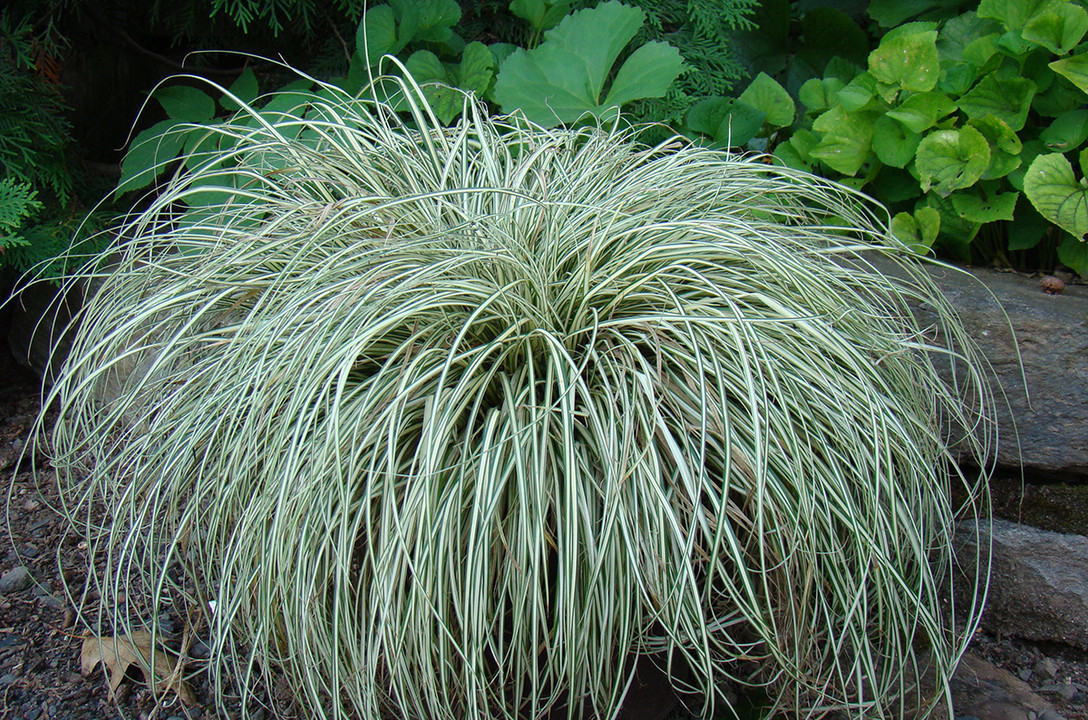 The Best Grasses that Aren't Grasses