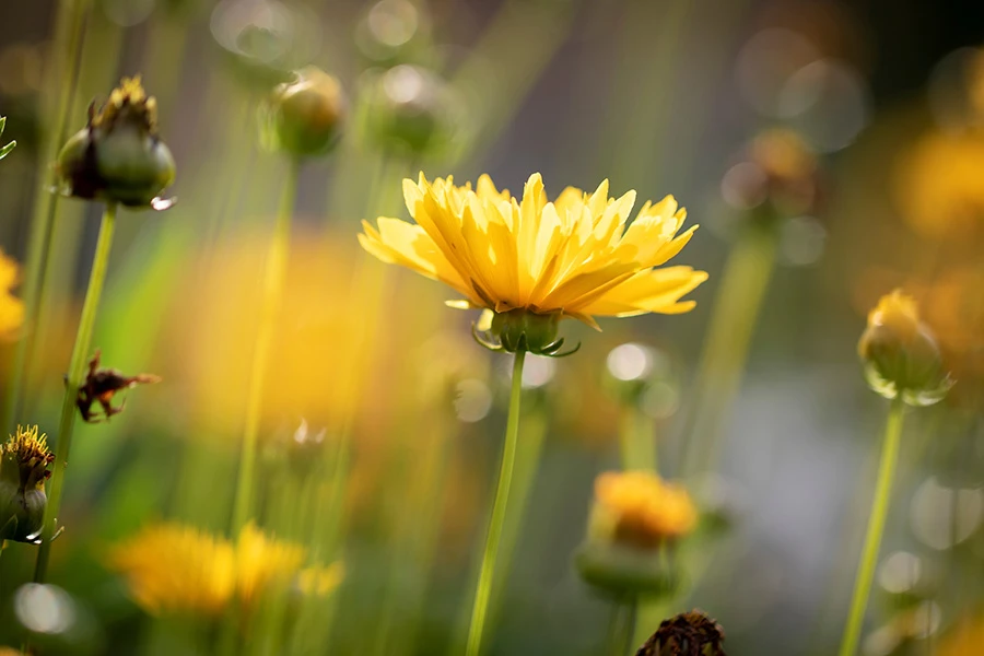 Colorful Coreopsis