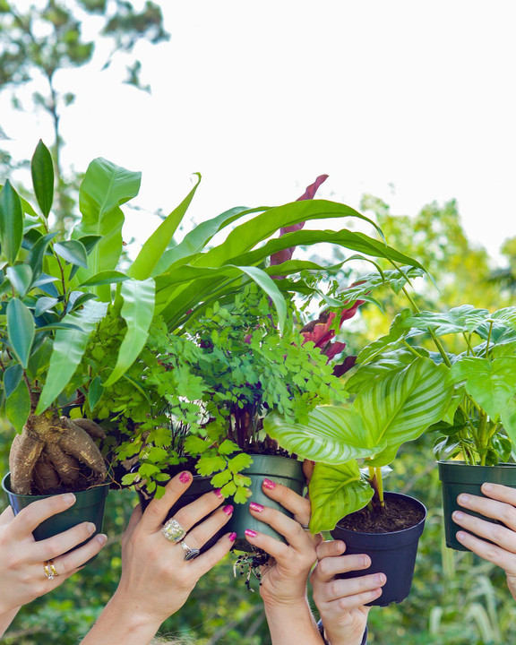 How to care for your indoor plants in winter How to care for your indoor plants in winter