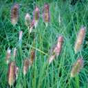 Pennisetum messiacum Red Buttons