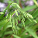 Chasmanthium latifolium (38 plugs per tray)