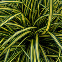 Carex oshimensis EverColor® Everoro (50 plugs per tray) PP23406