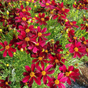 Coreopsis PermaThread™ Red Satin  (72 plugs per tray) PP25736