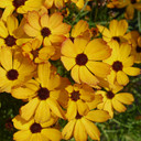 Coreopsis PermaThread™ Butter Rum (72 plugs per tray) PP32739