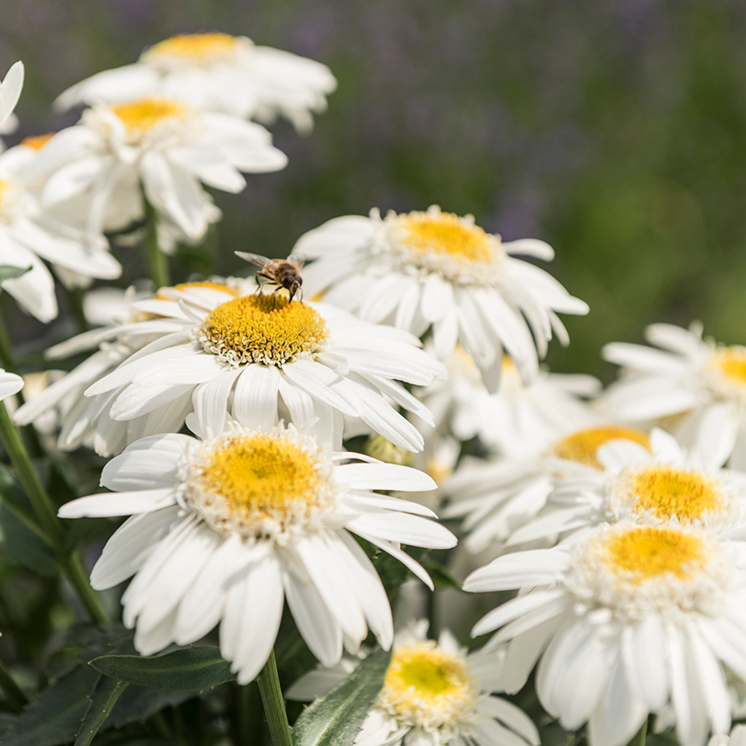 Leucanthemum xsuperbum Sweet Daisy Birdy