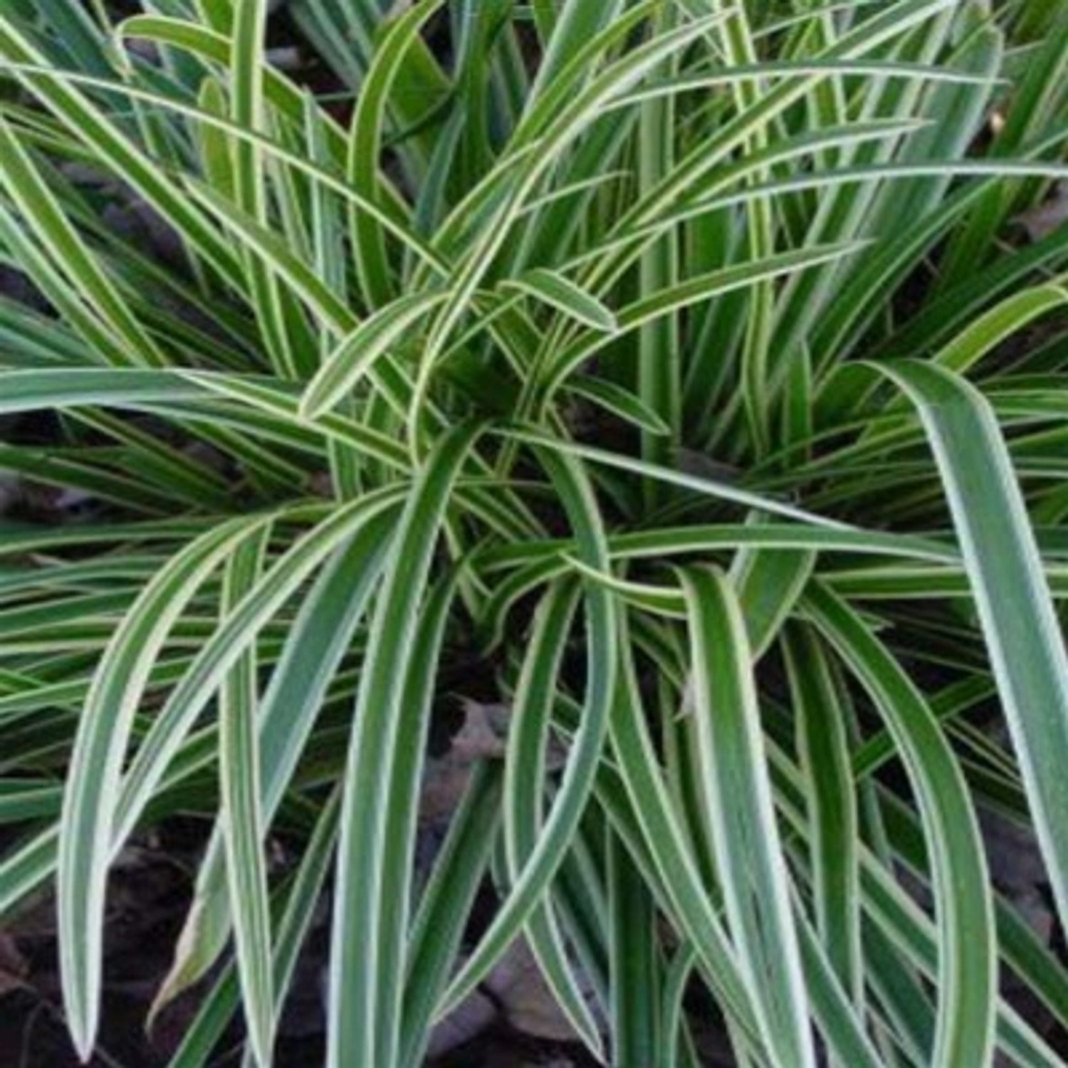 Carex morrowii clearance ice dance