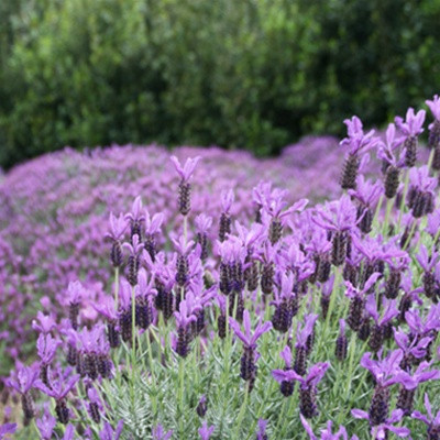 Lavandula stoechas Otto Quast (72 plug tray) liners from Santa
