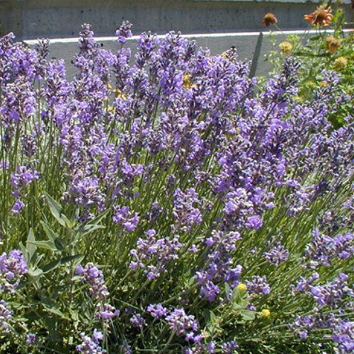 Lavandula xintermedia Provence (72 plug tray) liners from Santa