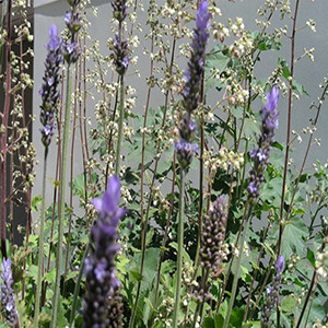 Lavandula xintermedia Provence (72 plug tray) liners from Santa