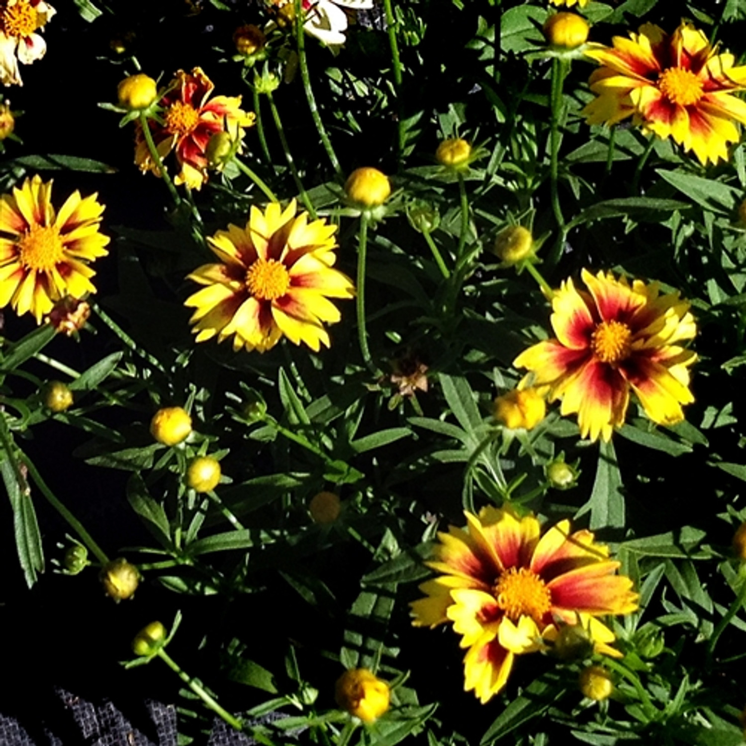 Coreopsis Lil Bang™ Enchanted Eve (72 plug tray) PP27857