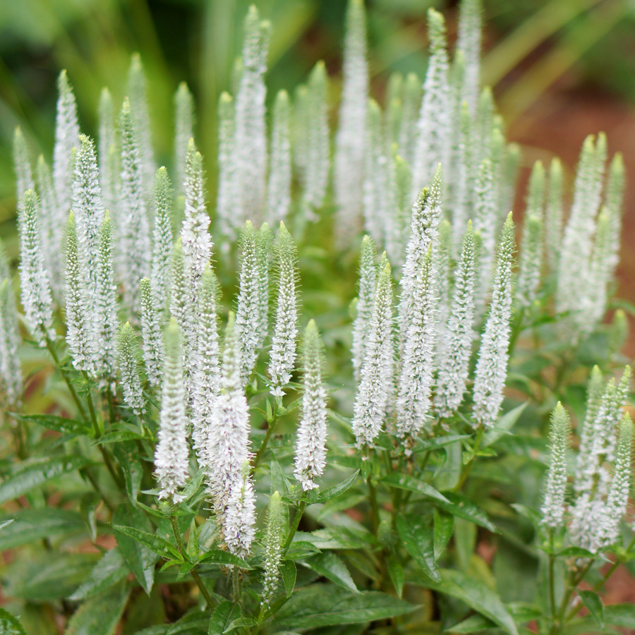 Veronica spicata Snow Candles (72 plug tray) PP28777 liners from