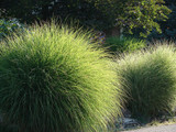 Miscanthus sinensis 'Gracillimus'