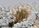 CREATE WINTER STRUCTURE WITH ORNAMENTAL GRASSES