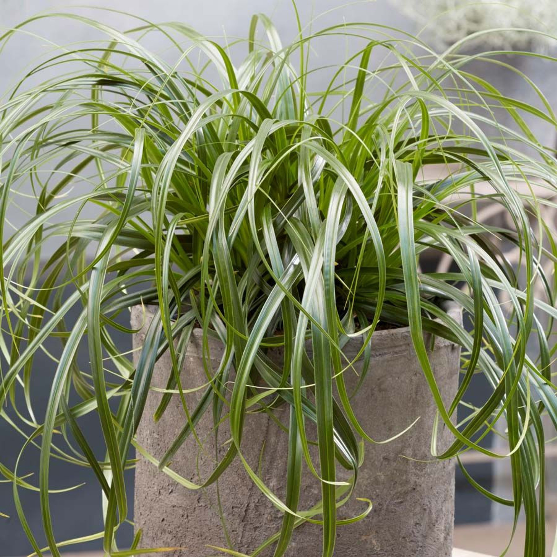 Carex Ribbon Falls Santa Rosa Gardens