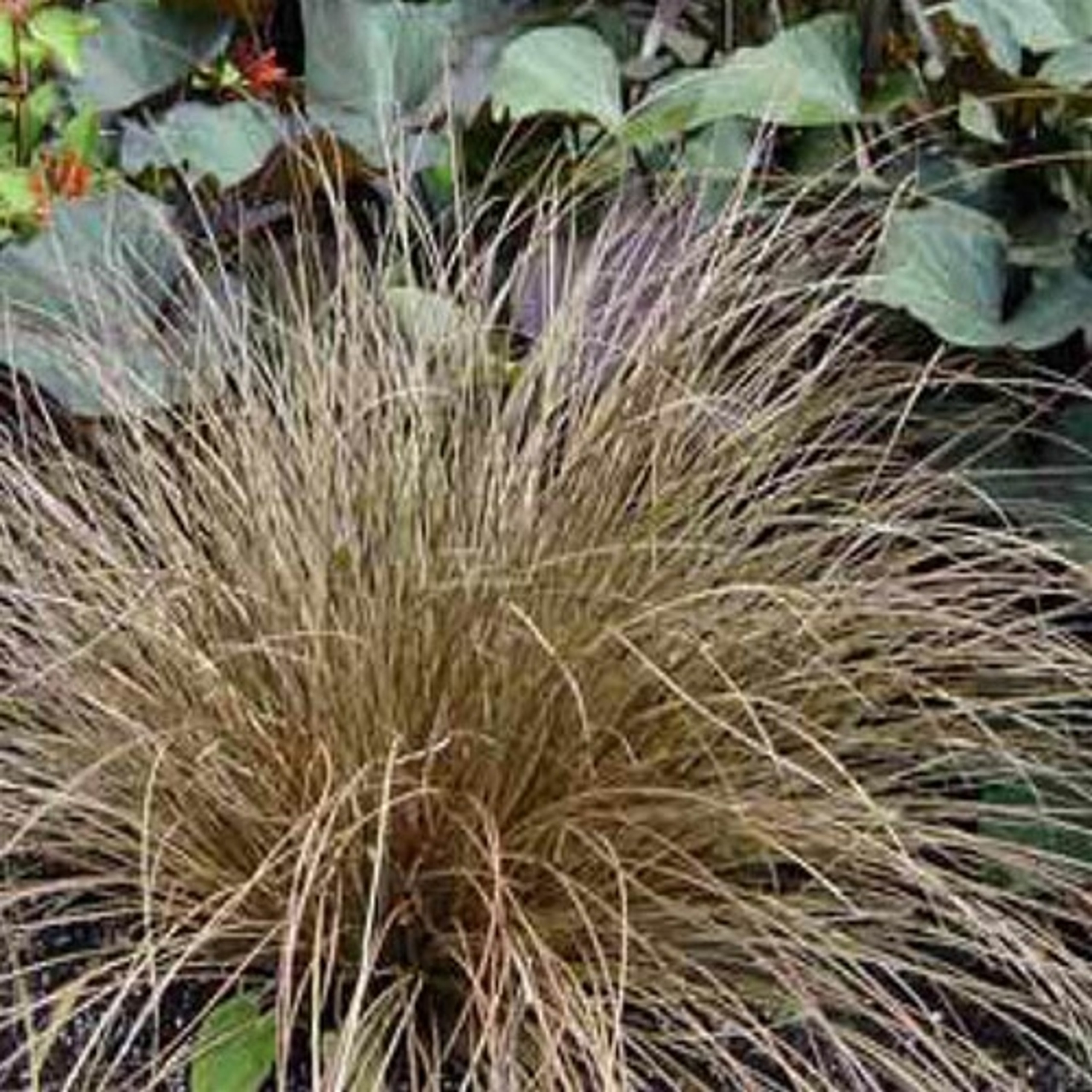 Carex flagellifera Toffee Twist potted plants from Santa Rosa Gardens