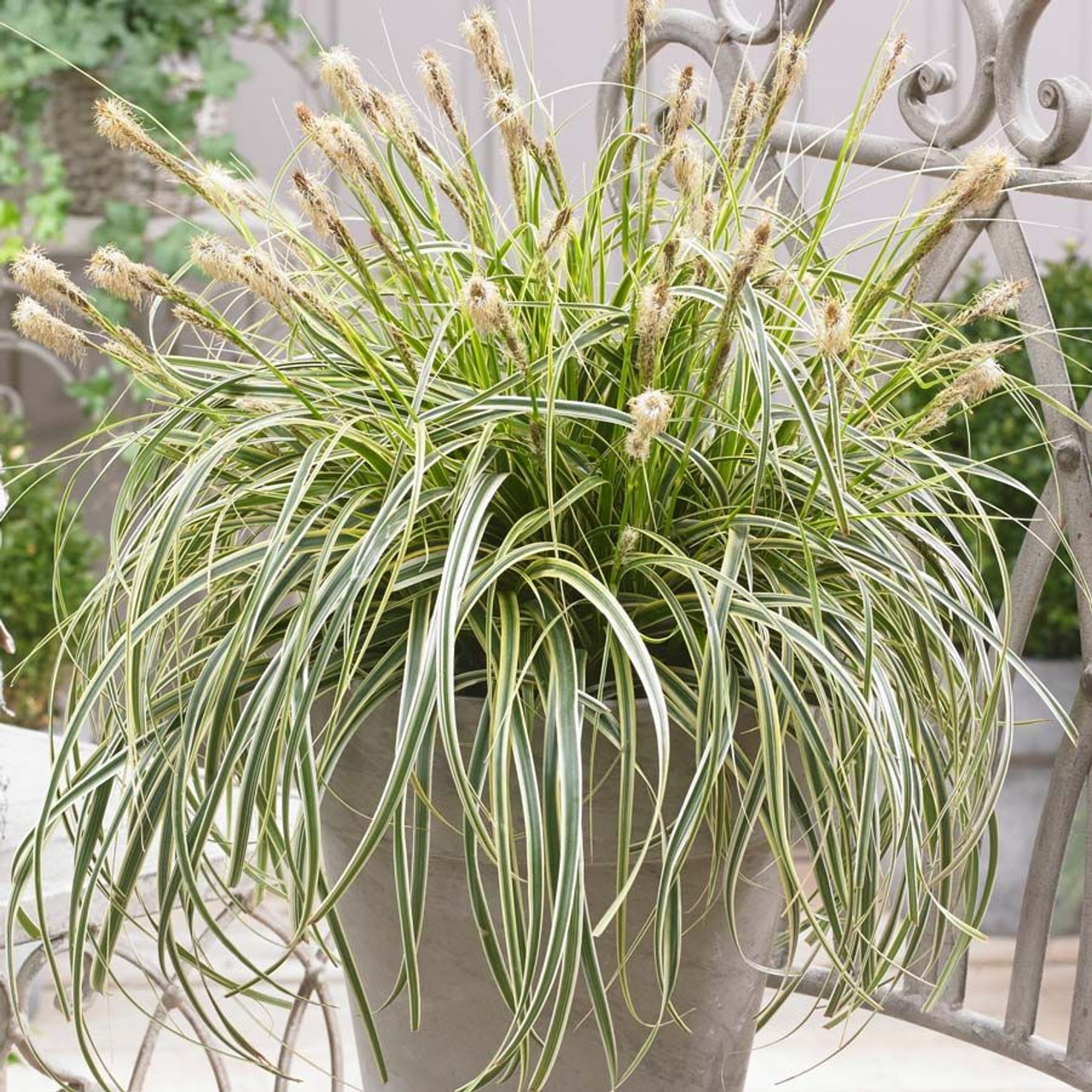 Carex Ribbon Falls Santa Rosa Gardens