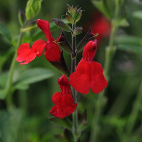 Salvia greggii Radio Red