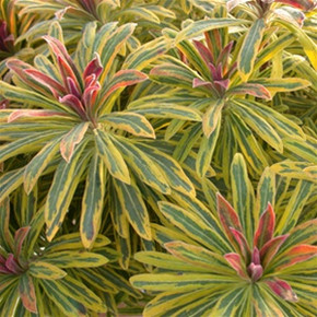 Euphorbia xmartinii Ascot Rainbow PP21401