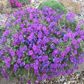 Phlox subulata Purple Beauty (72 plugs per tray)