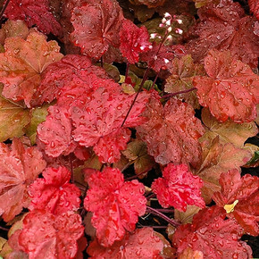 Heuchera Autumn Leaves  (72 plugs per tray) PP22103