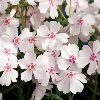 Phlox subulata Amazing Grace (72 plug tray) liners from Santa Rosa