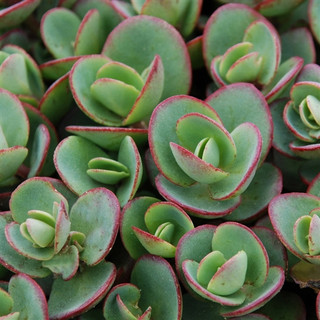 Sedum Sunsparkler® Lime Zinger (72 plug tray) PP24632 liners from