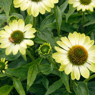 Echinacea purpurea (72 plug tray) liners from Santa Rosa Gardens
