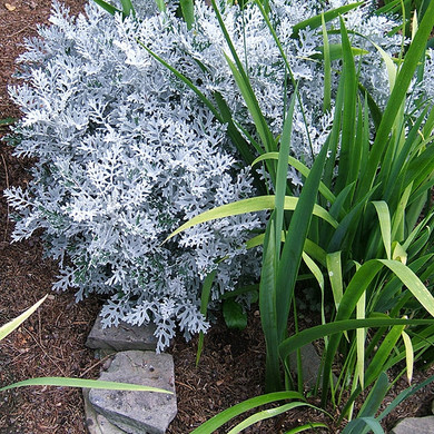 Artemisia stelleriana Silver Brocade