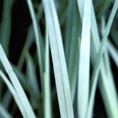 Carex flacca (syn. glauca) Blue Zinger (38 plugs per tray)