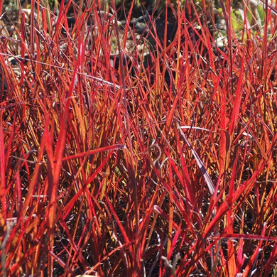 Andropogon gerardii Red October  (38 plugs per tray) PP26283