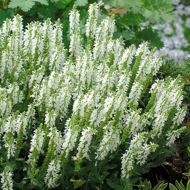 Salvia nemorosa Lyrical™ White  (72 plugs per tray) PP21243