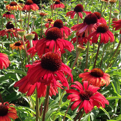 Echinacea Butterfly™ Postman (72 plugs per tray) PP28524