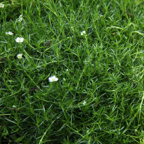 Sagina subulata (Irish moss)