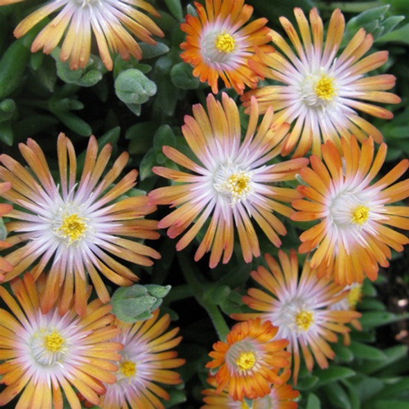 Delosperma Jewel of Desert Topaz