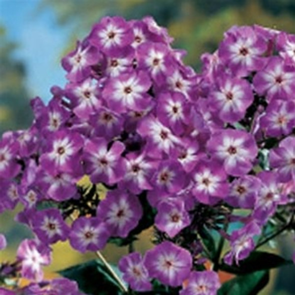 Phlox paniculata Laura