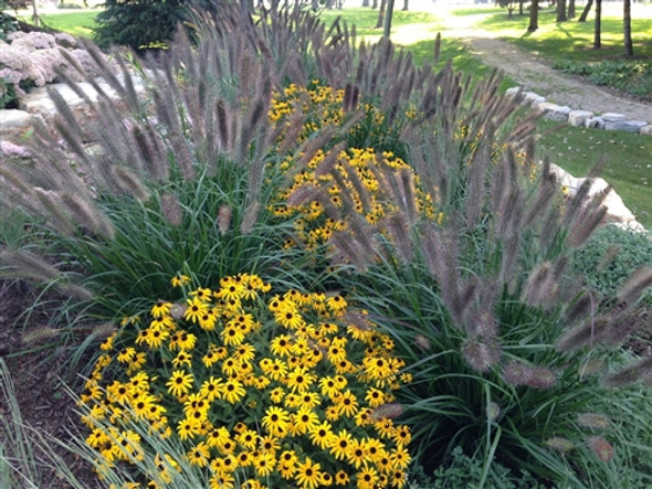 Pennisetum alopecuroides Ginger Love