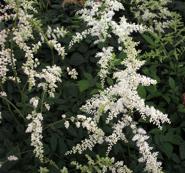 Astilbe arendsii Bridal Veil