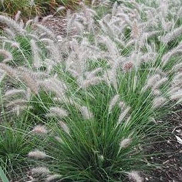 Pennisetum alopecuroides Piglet