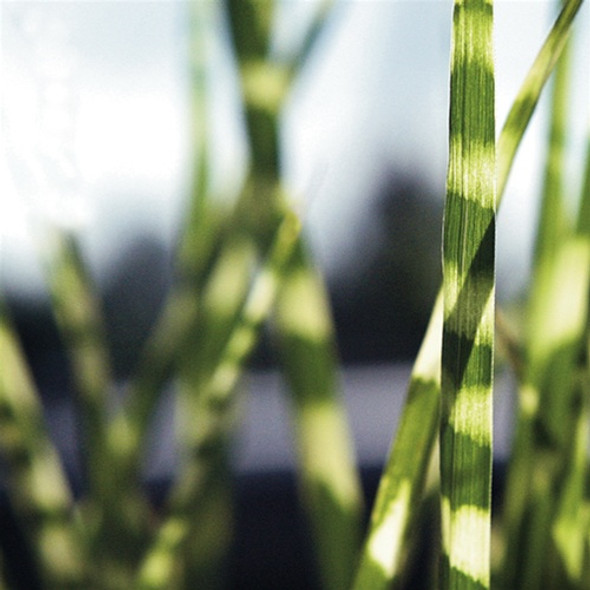 Miscanthus sinensis Gold Bar