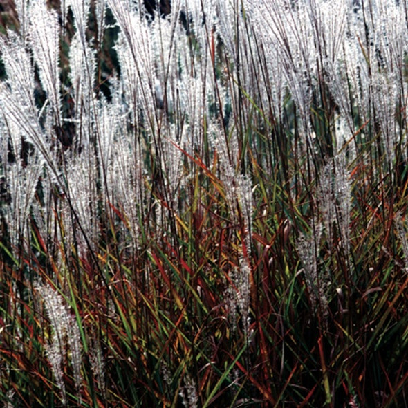 Miscanthus Purpurascens