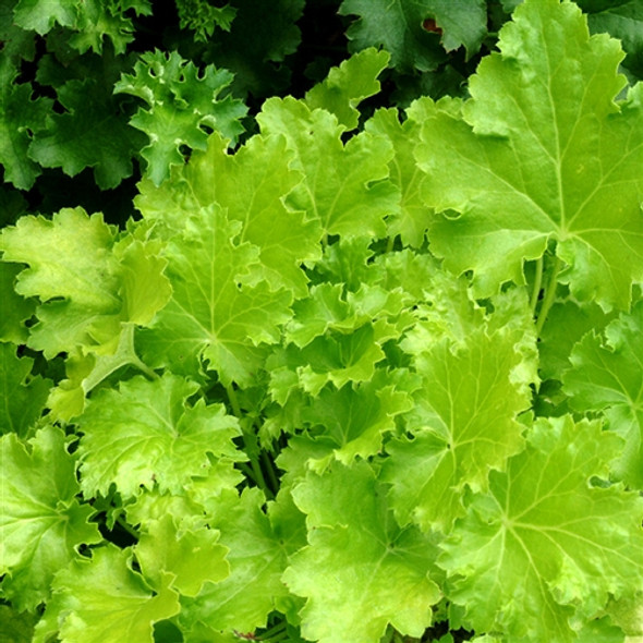 Heuchera Lime Ricky