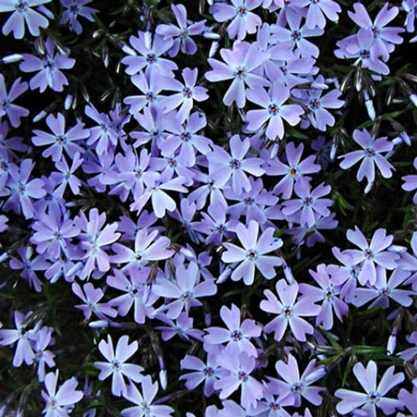 Phlox subulata Emerald Blue