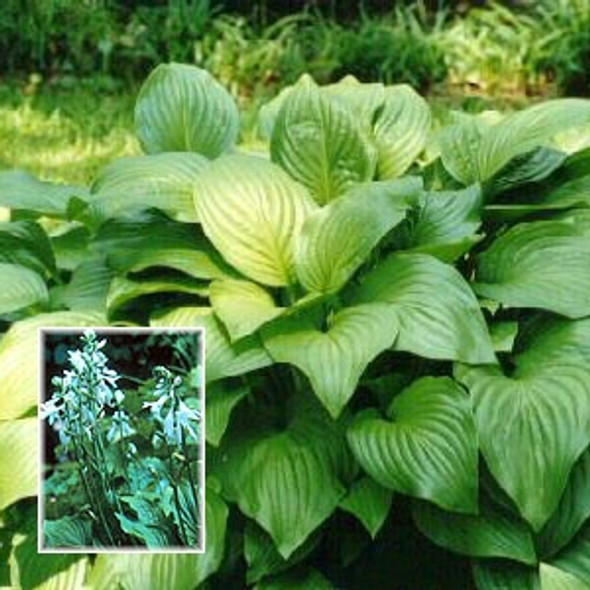 Hosta Royal Standard