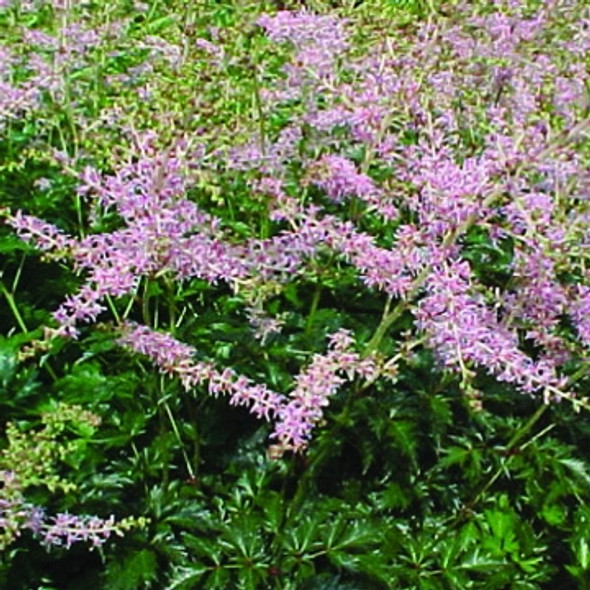 Astilbe simplicifolia Sprite