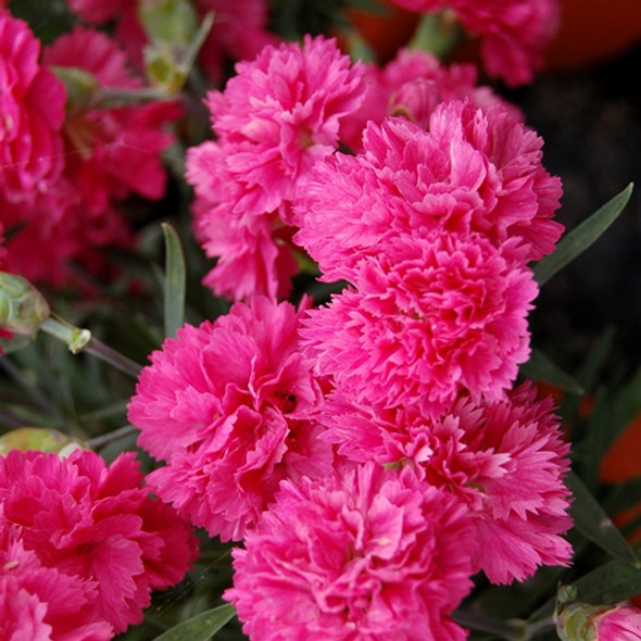 Dianthus EARLY BIRDS™ Sherbet