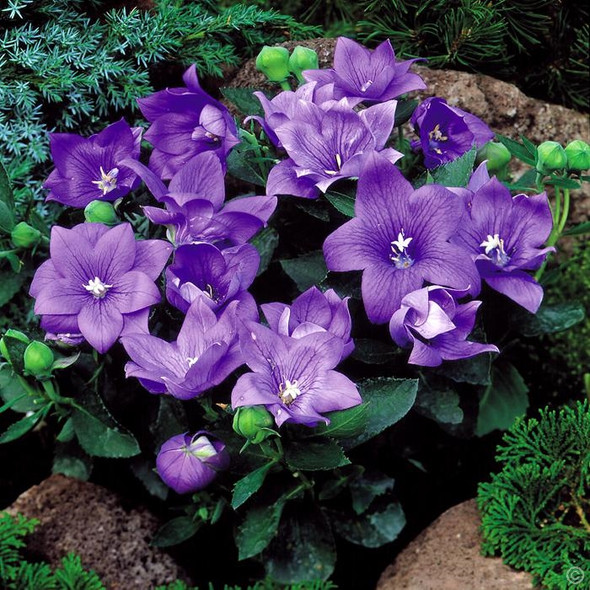 Platycodon grandiflorus Astra Blue