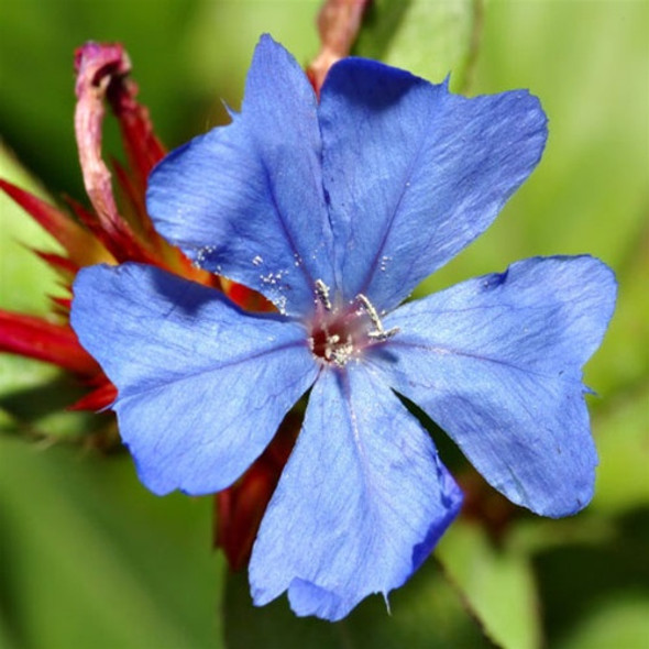 Ceratostigma plumbaginoides