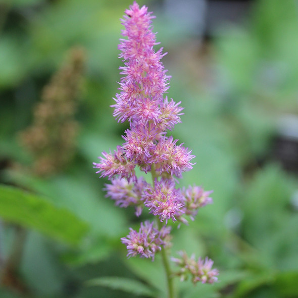 Astilbe chinensis Visions