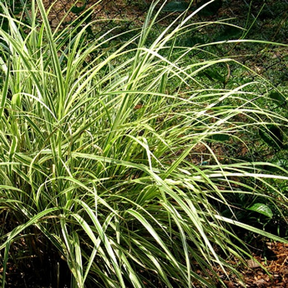 Miscanthus sinensis Dixieland